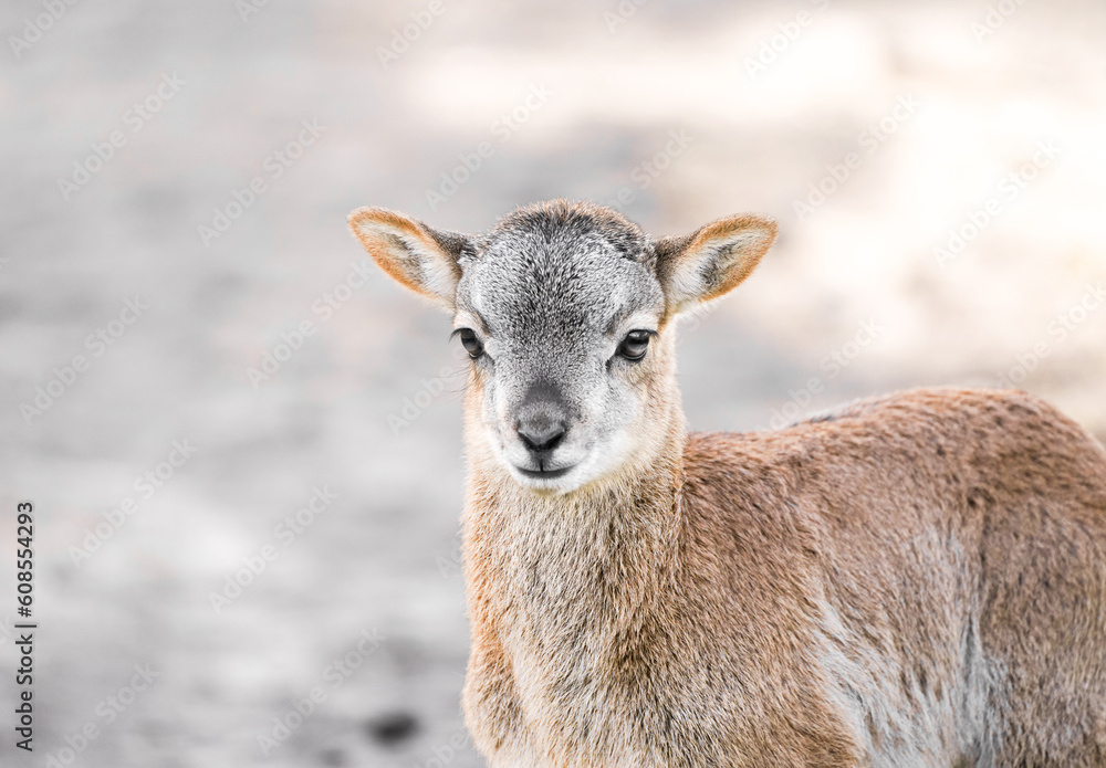 Portrait of a small calf of deer. Cute cub close-up.
Portrait of a small calf of deer. Cute cub close-up.