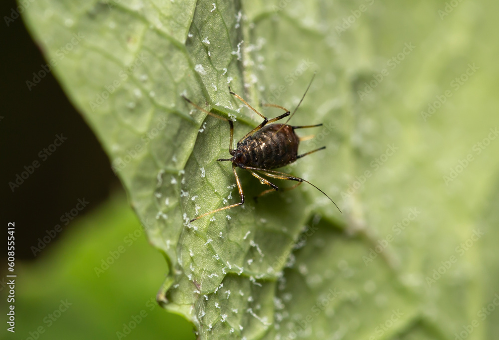 close-up of aphid bug on a leaf close-up of aphid bug on a leaf