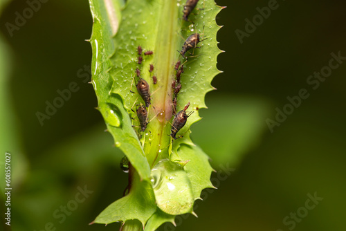 close-up of aphid bugs on a plant with one aphid giving birth  photo
