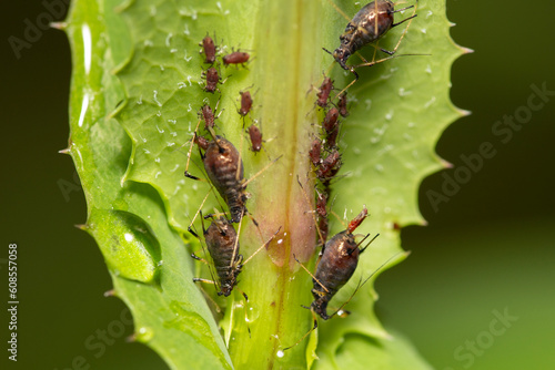 close-up of aphid bugs on a plant with one aphid giving birth  photo