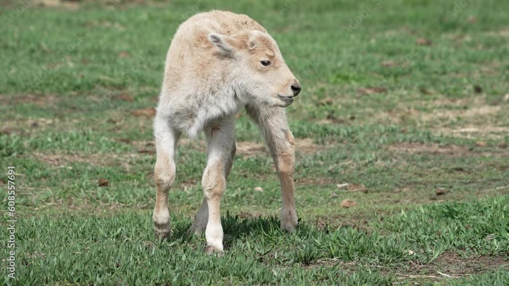 Albino buffalo calf standing in a green grassy pasture in Wyoming. Albino buffalo calf standing in a green grassy pasture in Wyoming.