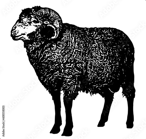 illustration of sheep silhouette vector