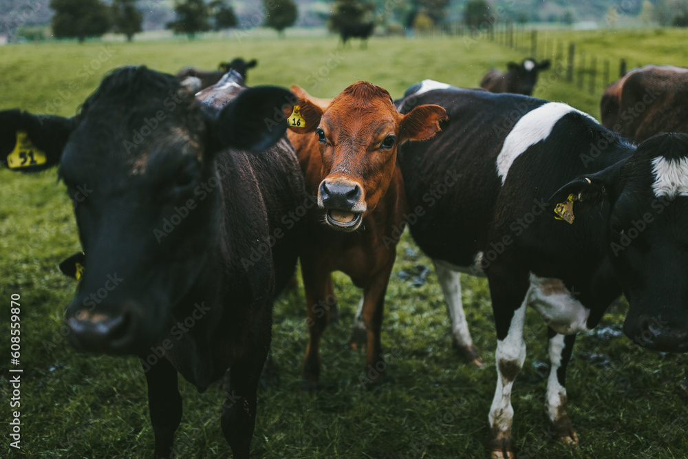 Close up of a group of young cows in New Zealand