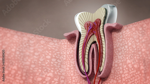 3D structure of a human tooth. 3D illustration photo
