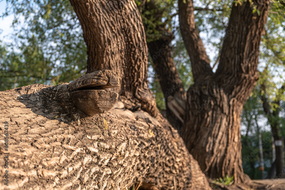 Obraz premium Old trees in the forest on a spring day.