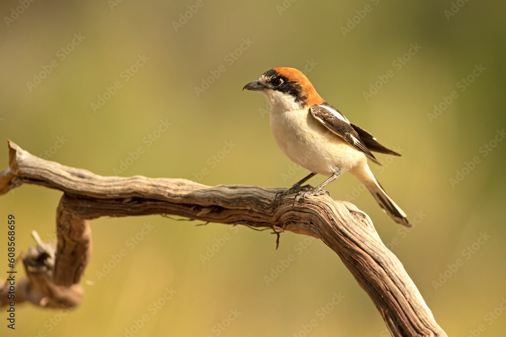 Adult female Woodchat shrike in one of the watchtowers of her breeding territory in a Mediterranean forest Adult female Woodchat shrike in one of the watchtowers of her breeding territory in a Mediterranean forest