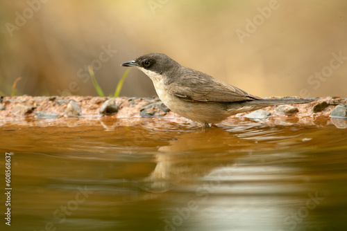 western orphean warbler in the first light of day on a water fountain within an oak and pine forest in spring © Jesus