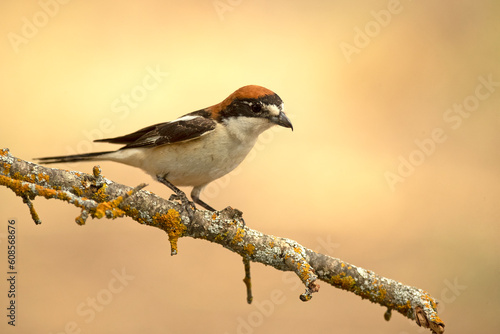 Adult female Woodchat shrike in one of the watchtowers of her breeding territory in a Mediterranean forest