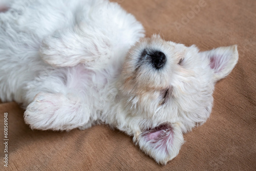 Obraz na plátně Very cute maltese terrier puppy dog sleeping
