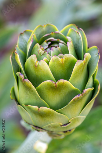 Green fresh organic artichoke field