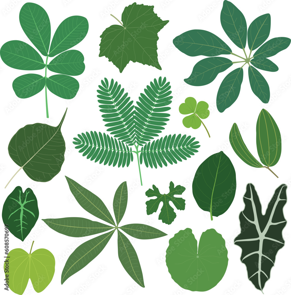 A set of tropical leaves in color.