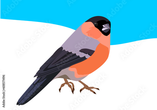 Illustration of beautiful bird bullfinch