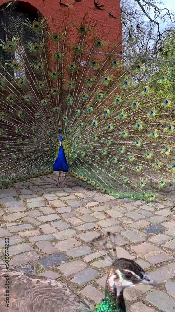 Peacock Ritual Peacock with feathers out. A beautiful male peacock with an open tail ...