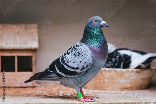 portrait full body of homing pigeon standing in home loft