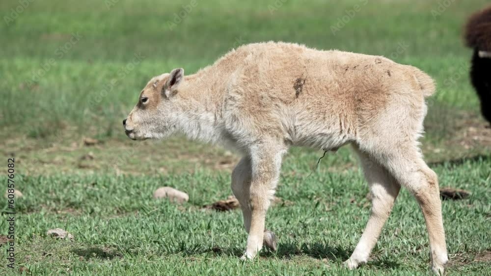 White baby bison calf walking through green pasture in Wyoming. White baby bison calf walking through green pasture in Wyoming.
