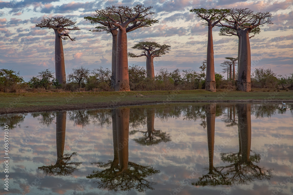 Beautiful Baobab trees at sunset at the avenue of the baobabs in Madagascar