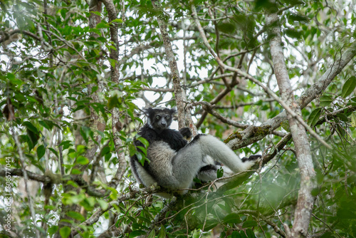 Tableau sur toile Indri indri, also called the babakoto, is the largest lemurs of Madagascar