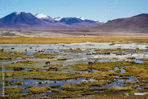 Vicuña in Atacama desert photo