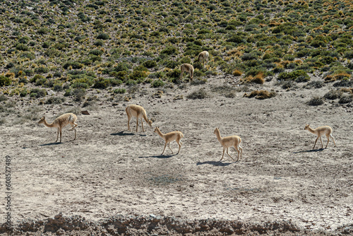 young vicu  a in Atacama Desert