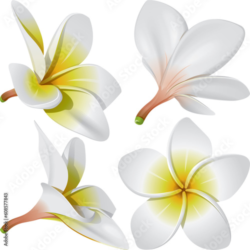 Frangipani (Plumeria). Hawaii, Bali (Indonesia), Shri-Lanka tropical necklace flowers. Vector Illustration