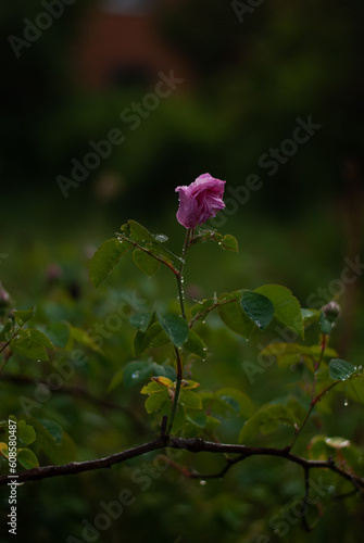 Wallpaper Mural View of a pink rose with raindrops in the green garden in the evening Torontodigital.ca