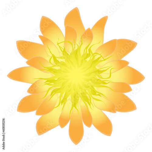 Isolated detailed flower, vector illustration