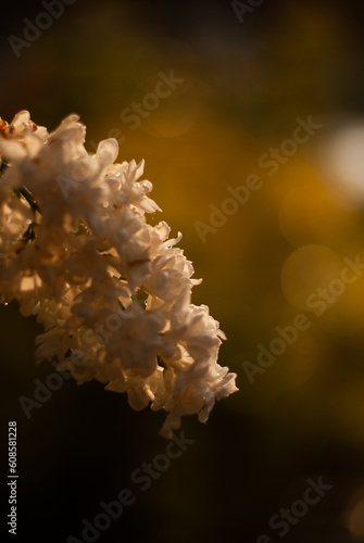 View on lilac tree with white flowers in sunlight in the garden