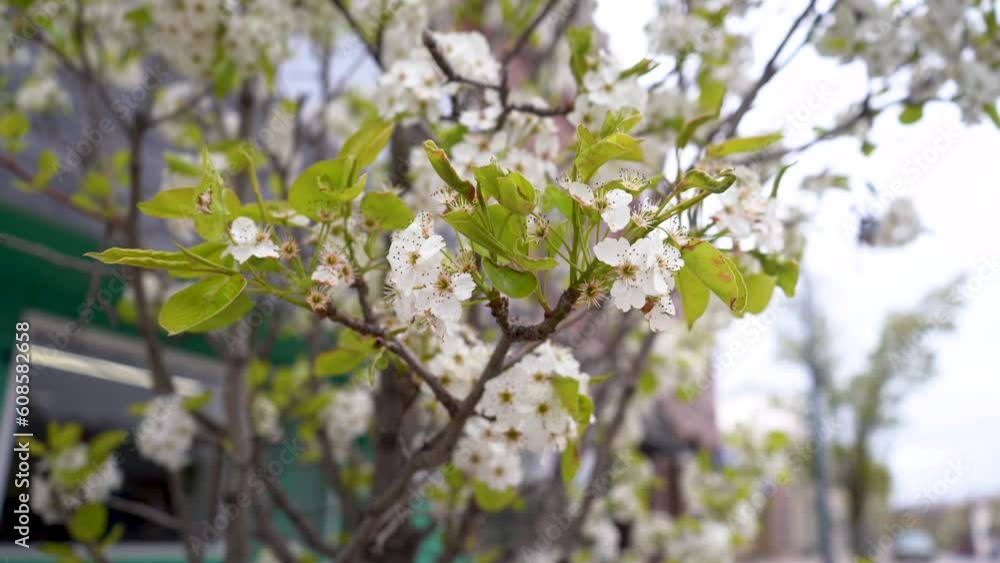 Small white flowers on a tree in springtime close up Small white flowers on a tree in springtime close up