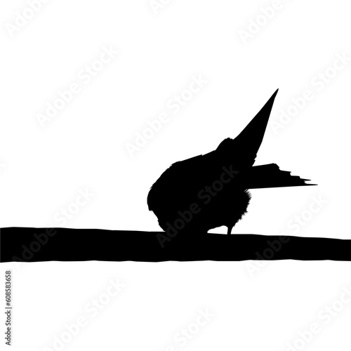 Silhouette of the Bird Perched on the Electrical Wire Base on my Photography. Vector Illustration