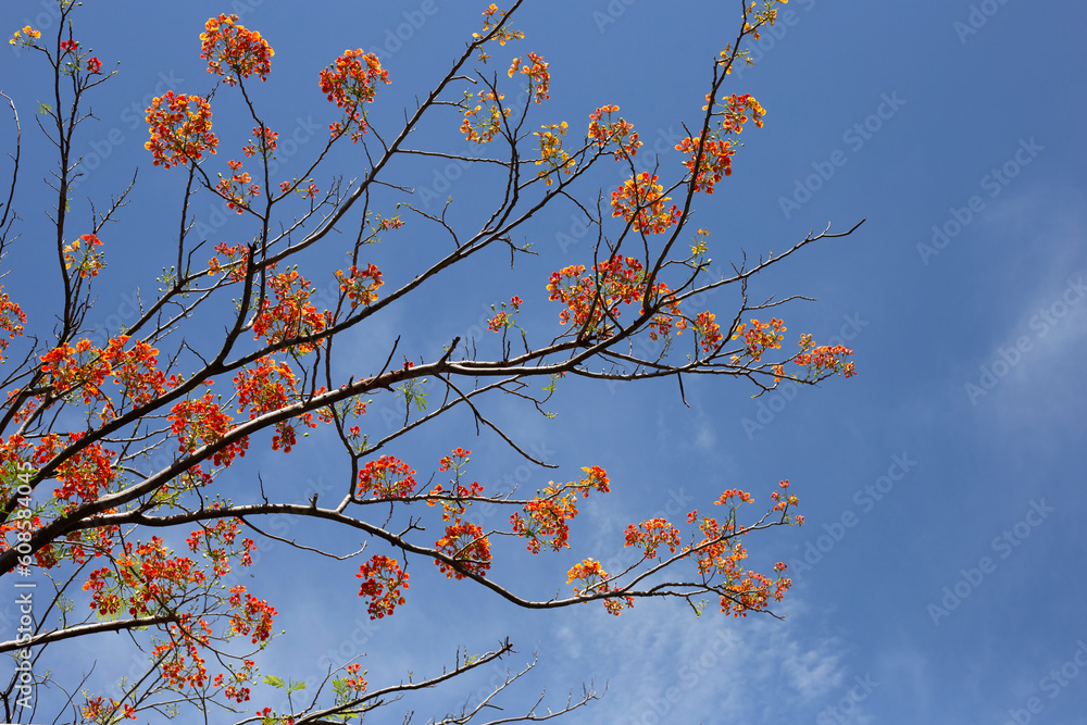 Barbados pride flower or dwarf poinciana, flower fence, paradise flower, peacock's crest, pride of barbados Barbados pride flower or dwarf poinciana, flower fence, paradise flower, peacock's crest, pride of barbados