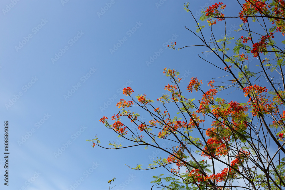Barbados pride flower or dwarf poinciana, flower fence, paradise flower, peacock's crest, pride of barbados Barbados pride flower or dwarf poinciana, flower fence, paradise flower, peacock's crest, pride of barbados