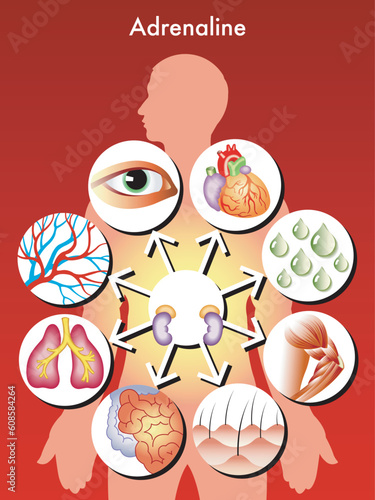 medical symbolic illustration of the effects of adrenaline in the human body