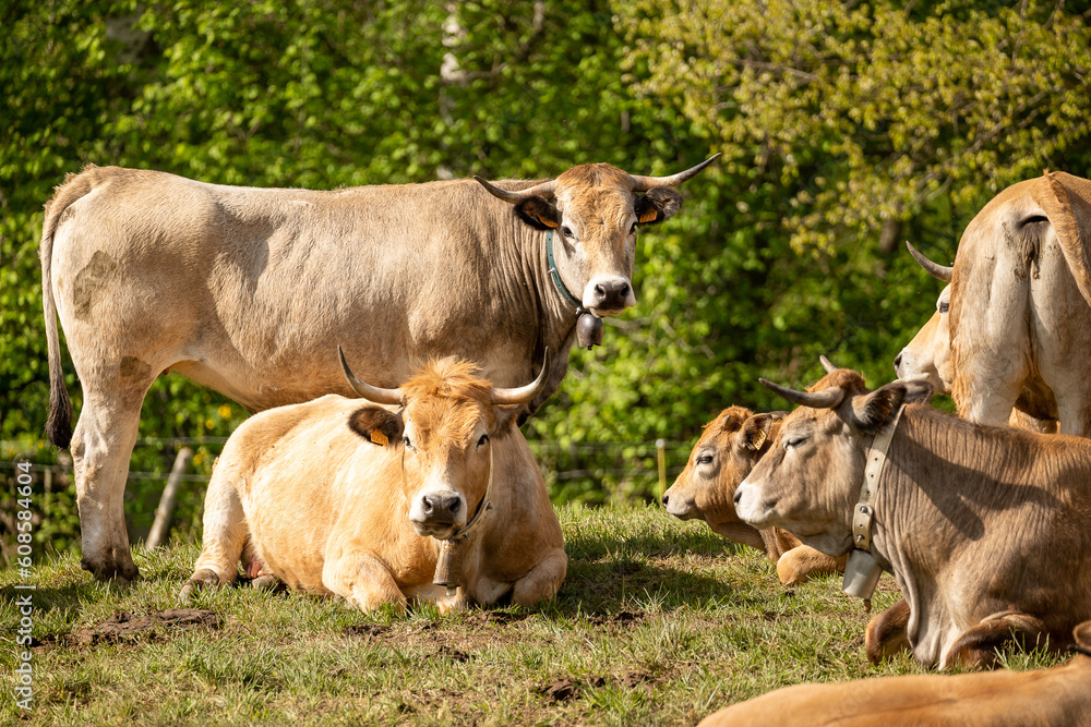 cows on the farm