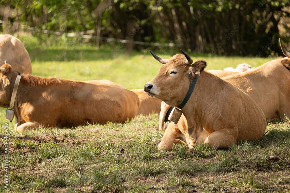 cows in a field