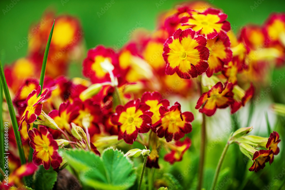 nice primrose in the garden