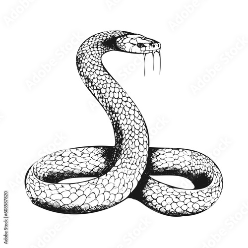 Vector snake vitage style engraving pen and Ink Pile style isolated on white backround © Bodega