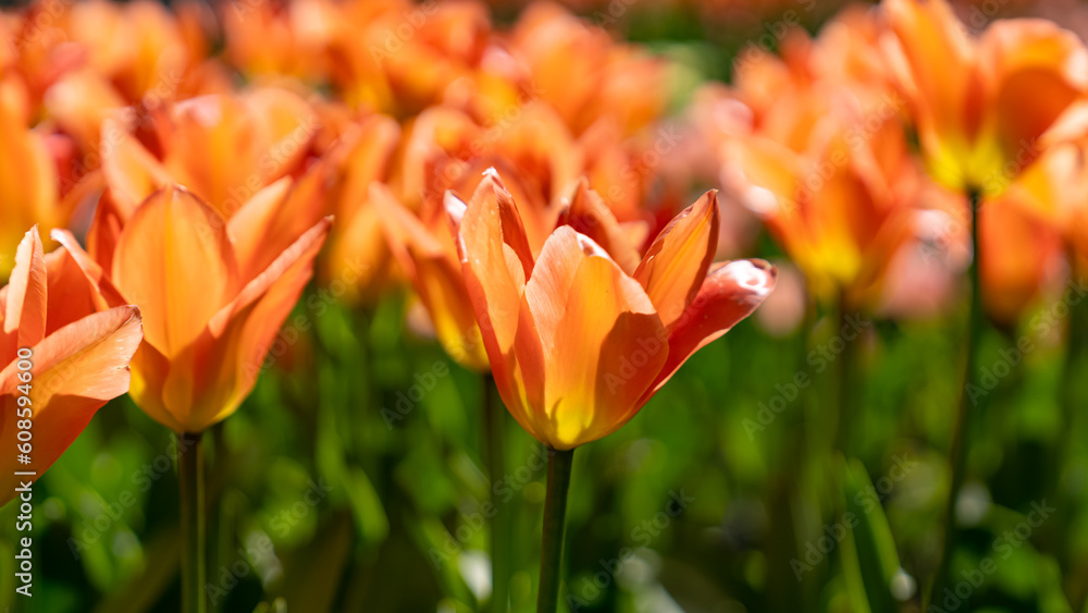 beautiful yellow hot tulips in the tulip park beautiful yellow hot tulips in the tulip park