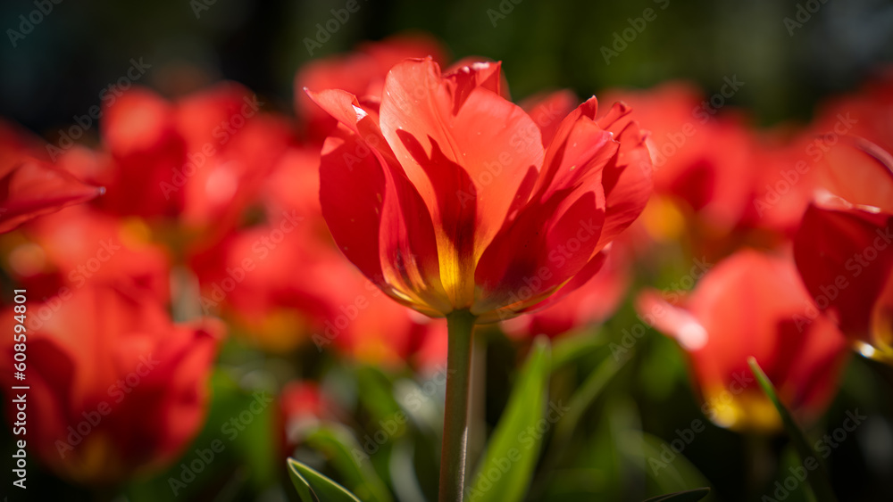 Beautiful red garden tulips in a wide shot in a tulip garden