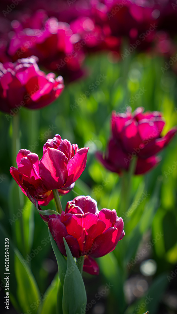 Beautiful double burgundy tulips in a garden under the sun
