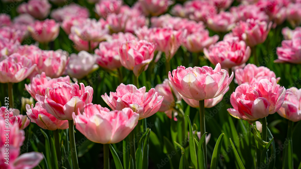 Many beautiful double pink tulips in the tulip garden Many beautiful double pink tulips in the tulip garden
