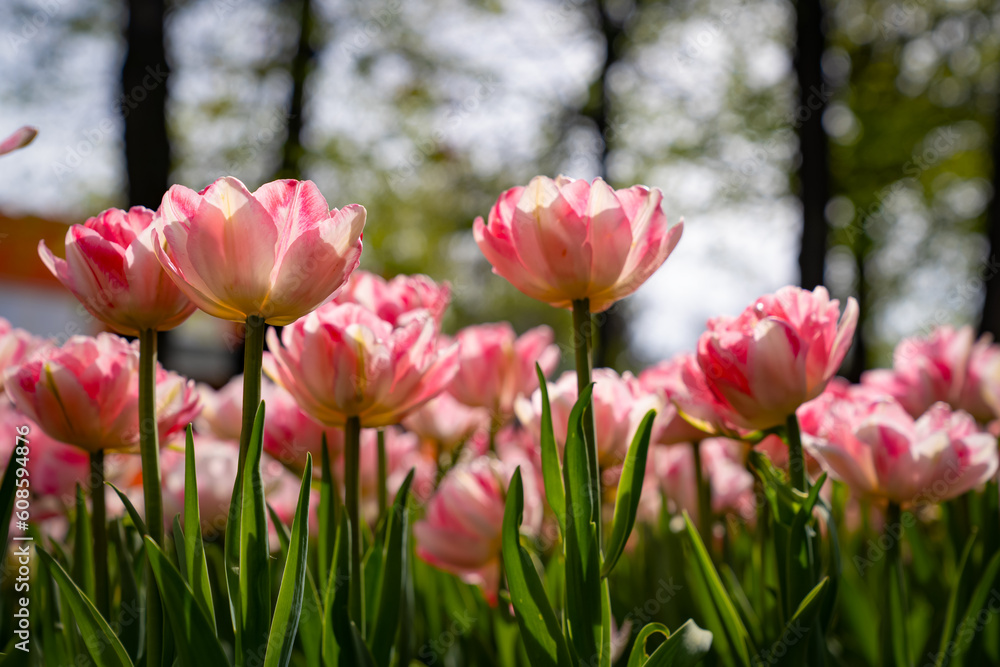 Beautiful double pink tulips in a tulip garden in early spring, bottom view