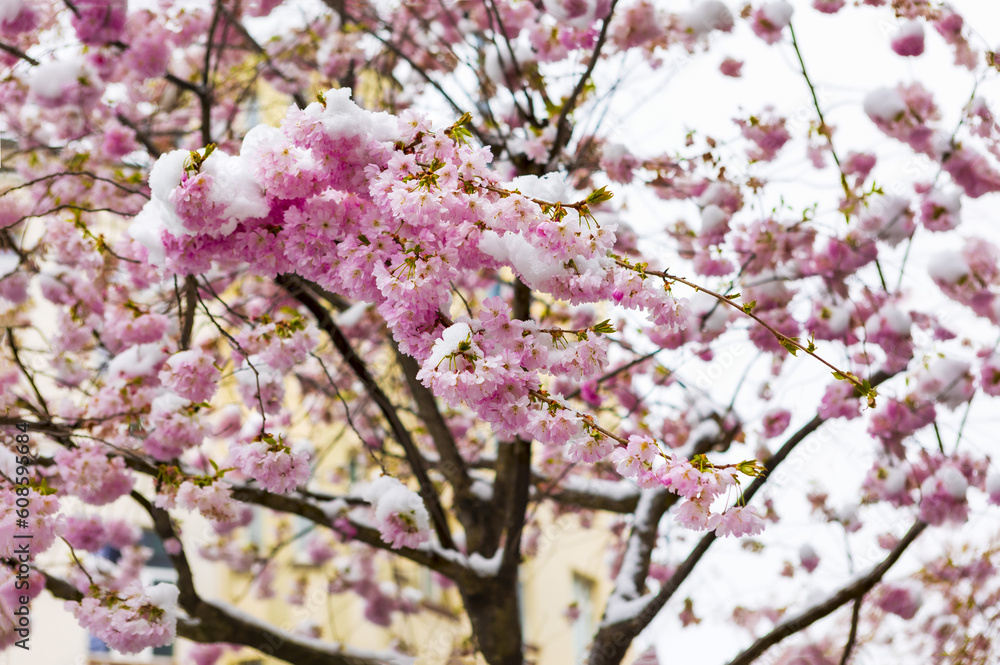 Close up of branch of cherry blossoms covered with snow. Spring season.