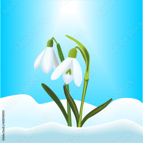 Illustration of snowdrops with snow and blue sky background