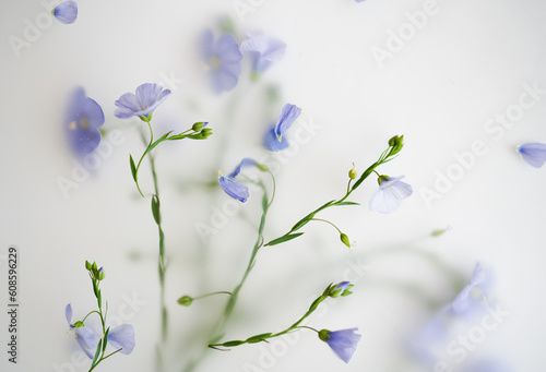 a lot of fresh blue flax, flowers on a branch on a light background. A plant for food, fabric and oil production