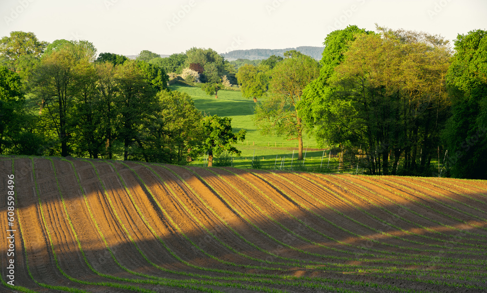 Fototapeta premium Rolling fields in springtime at sunset at a long focal length