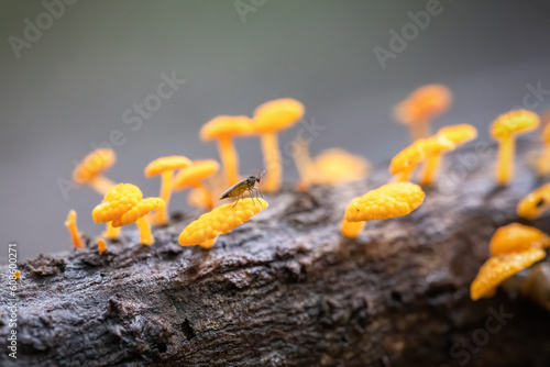 A tiny insect standing on favolaschia calocera, commonly known as the orange pore fungus. photo
