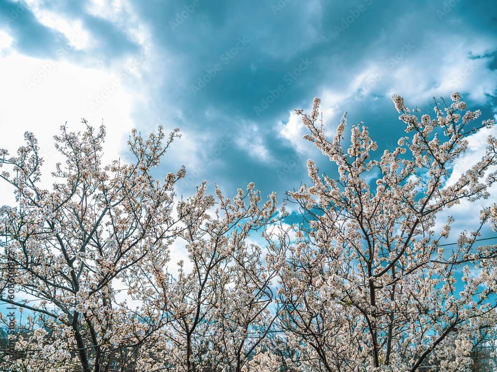 tree blooming with white flowers in spring time tree blooming with white flowers in spring time