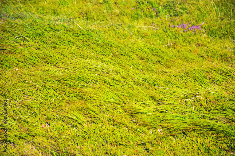 texture of grassy lawn in spring. backlit nature background texture of grassy lawn in spring. backlit nature background