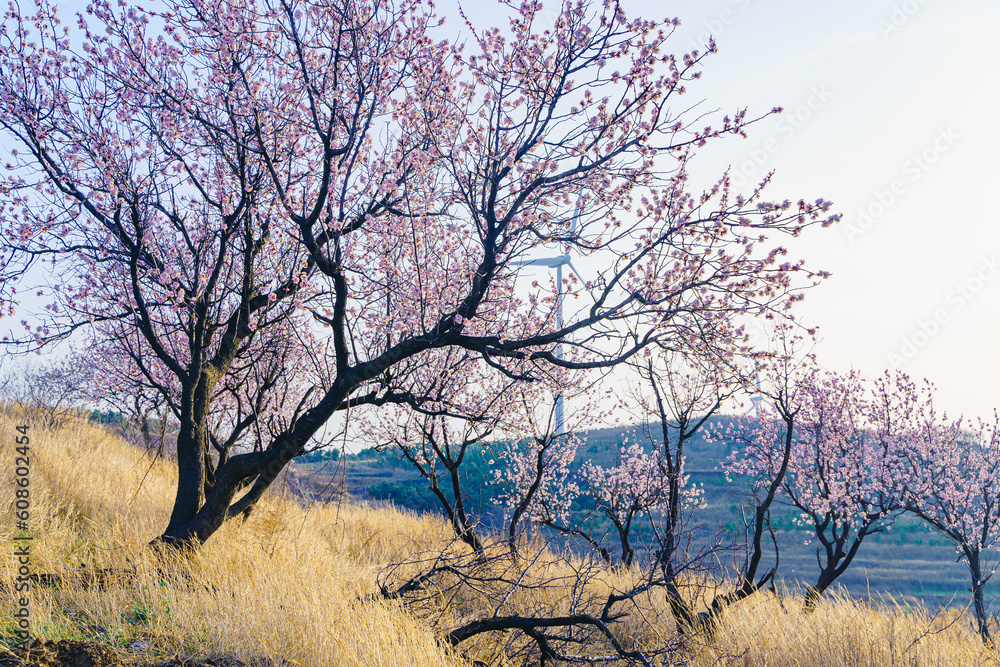 In spring, apricot blossom forests and rural scenery open all over the mountains in northern China In spring, apricot blossom forests and rural scenery open all over the mountains in northern China