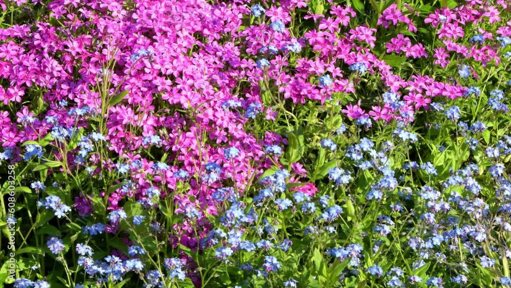 Pink creeping phlox, moss phlox and blue flowers of forget-me-nots in the garden Pink creeping phlox, moss phlox and blue flowers of forget-me-nots in the garden